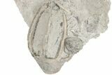 1.85" Fossil Crinoid (Eucalyptocrinites) Crown - Indiana - #198720-1